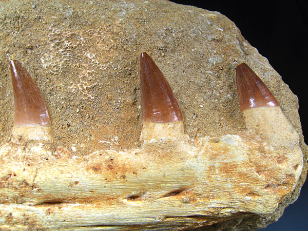 Mosasaurier aus Marokko