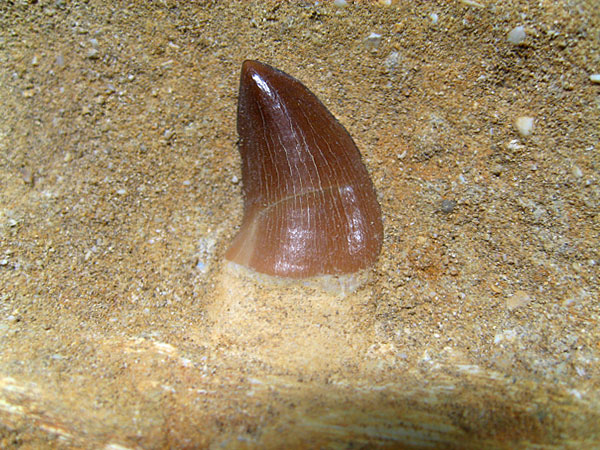 Mosasaurier aus Marokko