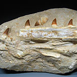 Mosasaurier aus Marokko