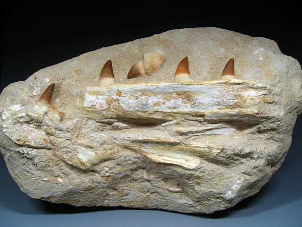 Mosasaurier aus Marokko