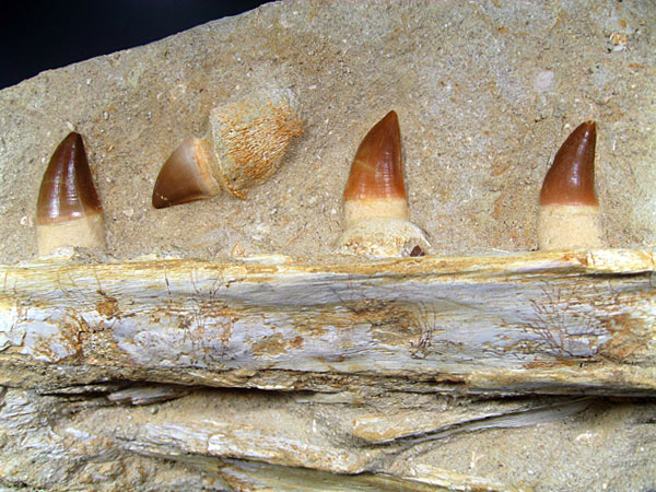 Mosasaurier aus Marokko