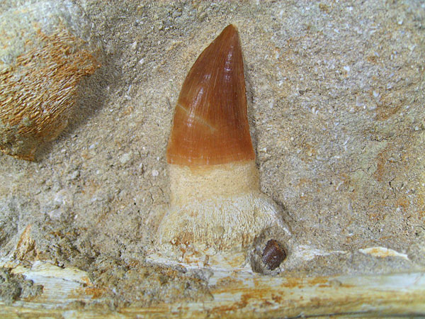 Mosasaurier aus Marokko