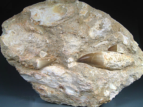 Mosasaurier aus Marokko