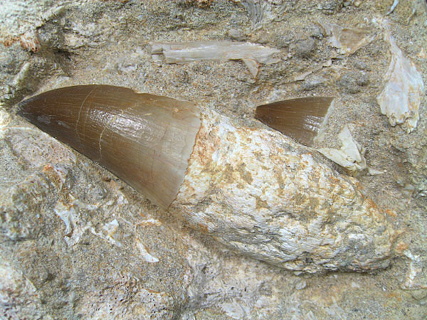 Mosasaurier aus Marokko