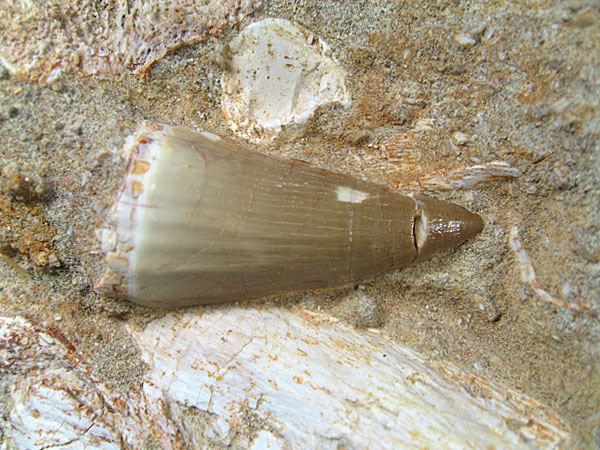 Mosasaurier aus Marokko