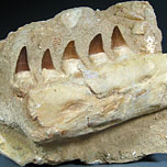 Mosasaurier aus Marokko