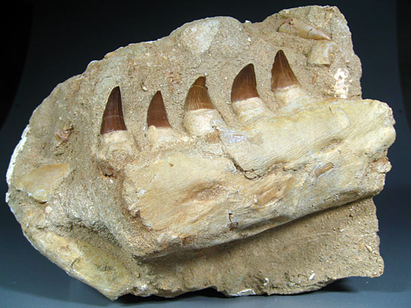 Mosasaurier aus Marokko