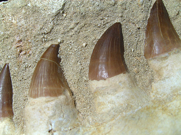 Mosasaurier aus Marokko