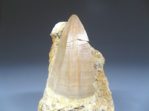 Mosasaurierzahn aus Marokko