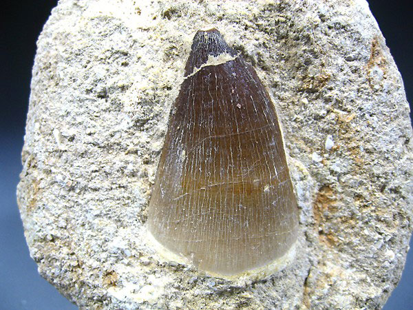 Mosasaurierzahn aus Marokko