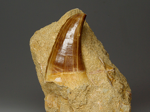 Mosasaurierzahn aus Marokko