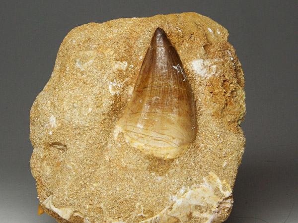 Mosasaurierzahn aus Marokko