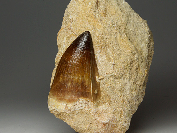 Mosasaurierzahn aus Marokko