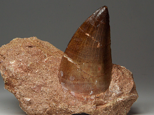 Mosasaurierzahn aus Marokko