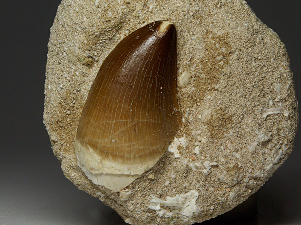 Mosasaurierzahn aus Marokko