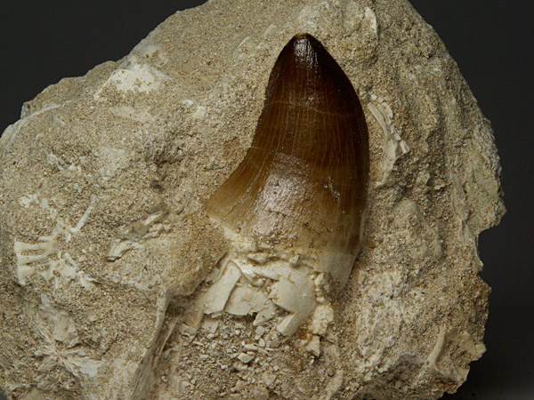 Mosasaurierzahn aus Marokko