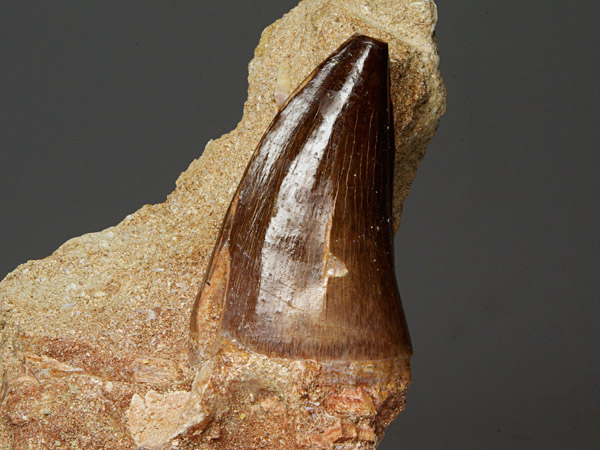 Mosasaurierzahn aus Marokko