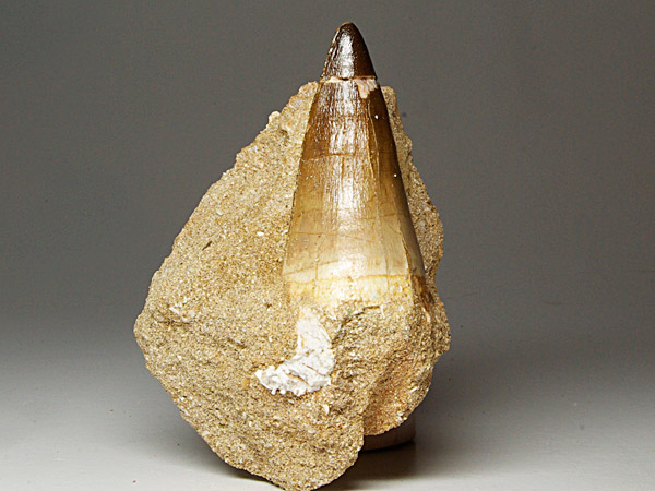 Mosasaurierzahn aus Marokko