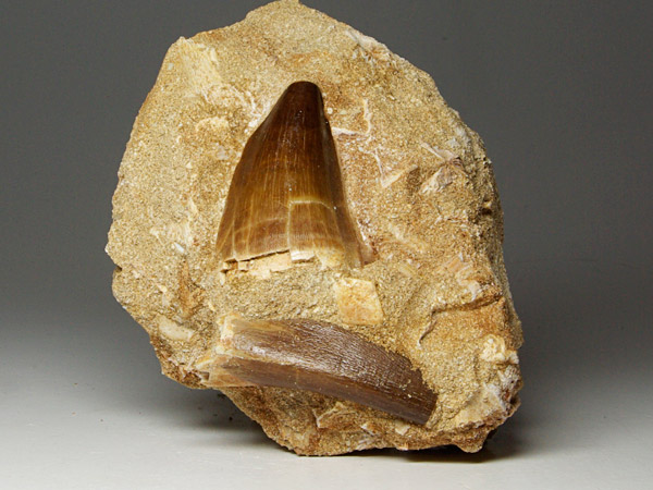 Mosasaurierzahn aus Marokko