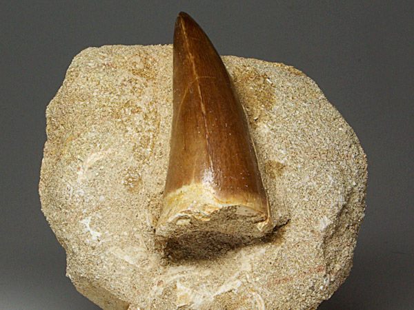 Mosasaurierzahn aus Marokko