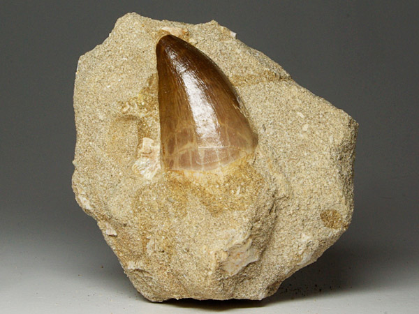 Mosasaurierzahn aus Marokko