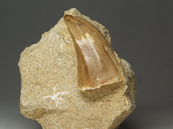 Mosasaurierzahn aus Marokko