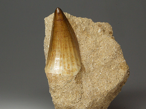 Mosasaurierzahn aus Marokko