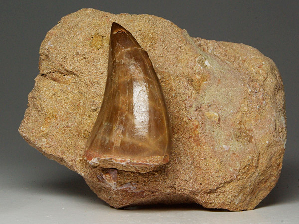 Mosasaurierzahn aus Marokko