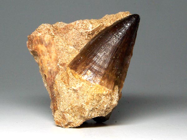 Mosasaurierzahn aus Marokko