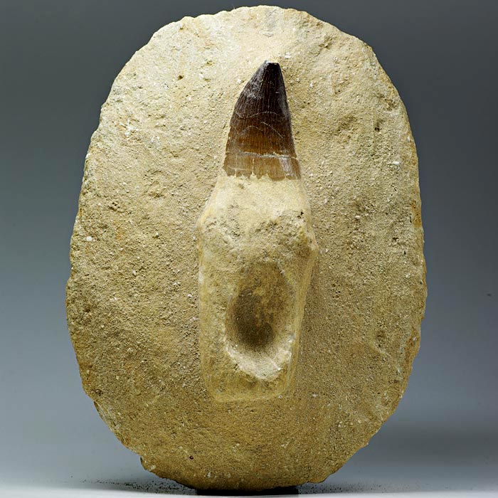 Mosasaurierzahn aus Marokko