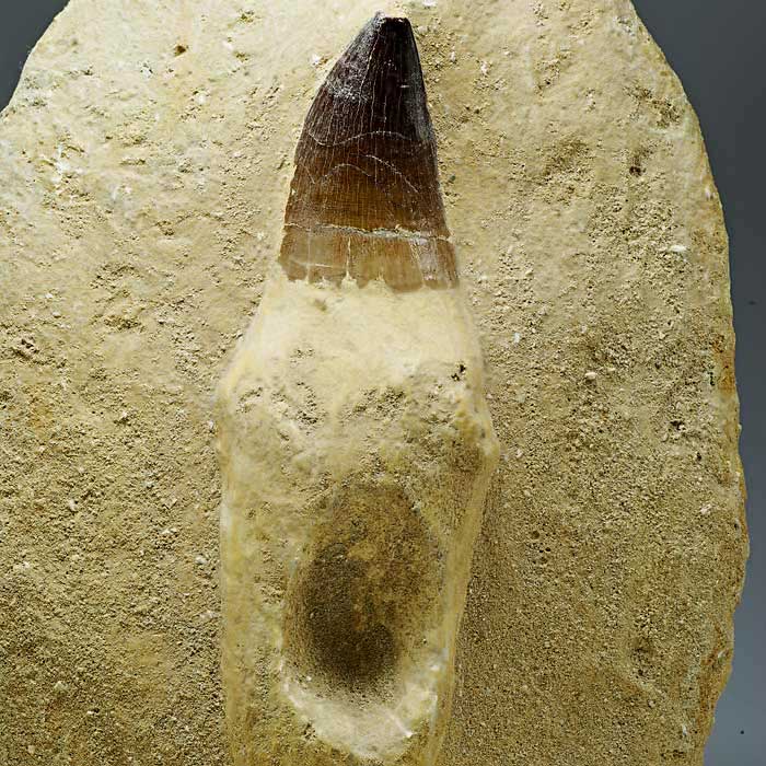 Mosasaurierzahn aus Marokko