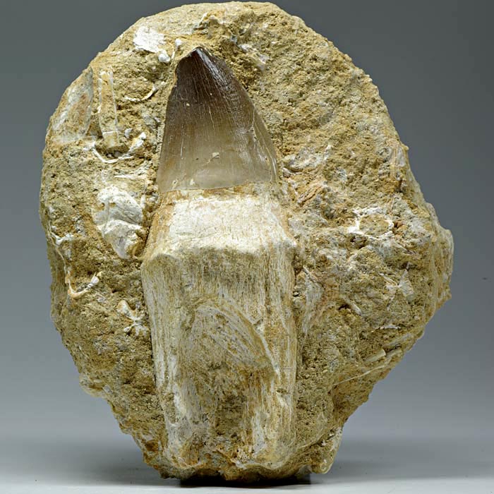 Mosasaurierzahn aus Marokko