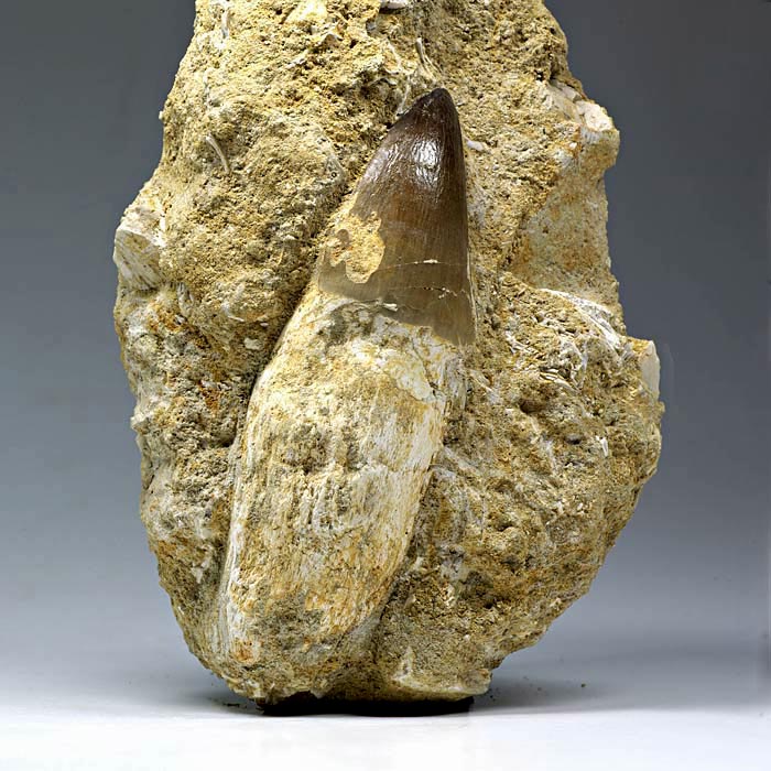 Mosasaurierzahn aus Marokko