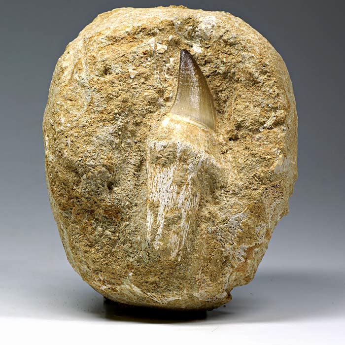 Mosasaurierzahn aus Marokko