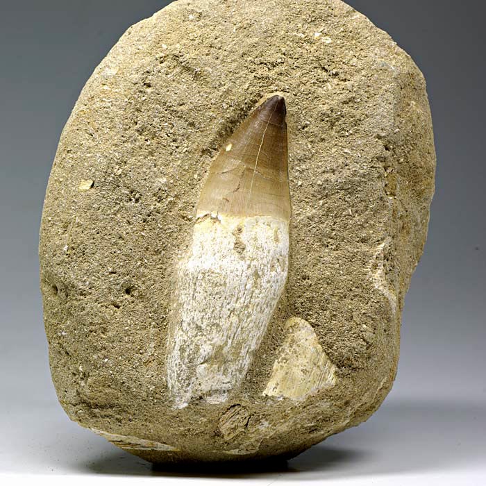 Mosasaurierzahn aus Marokko