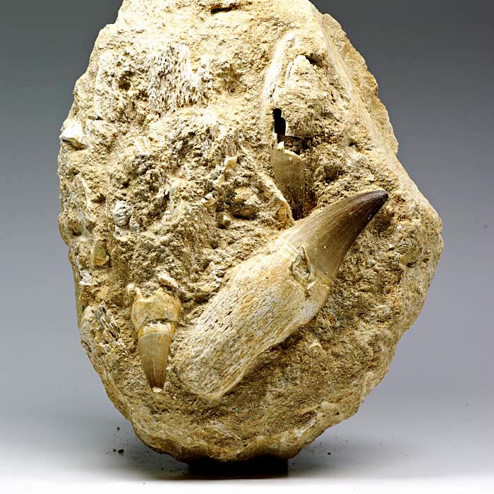 Mosasaurierzahn aus Marokko