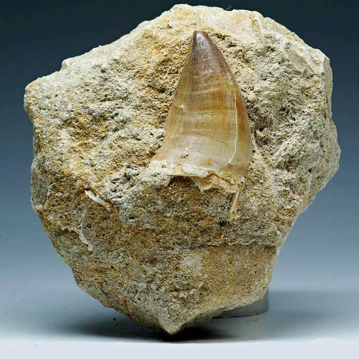 Mosasaurierzahn aus Marokko