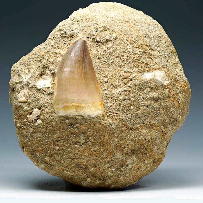 Mosasaurierzahn aus Marokko