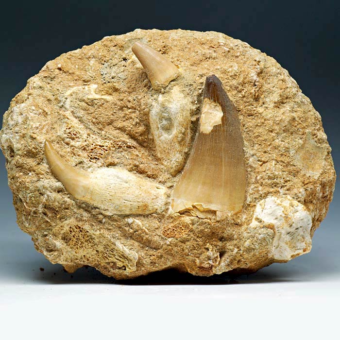 Mosasaurierzahn aus Marokko