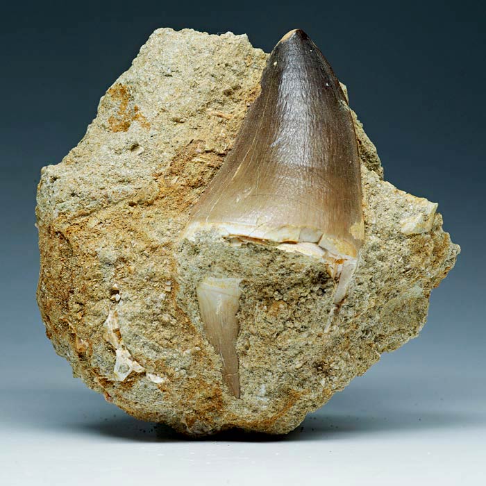 Mosasaurierzahn aus Marokko