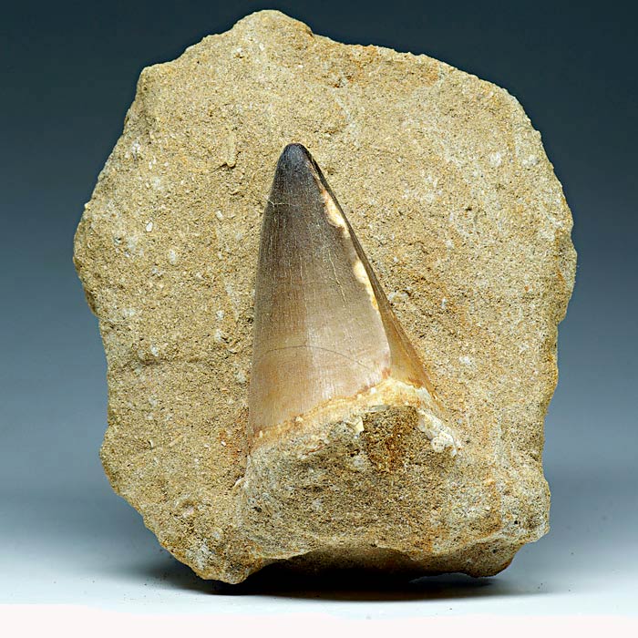 Mosasaurierzahn aus Marokko