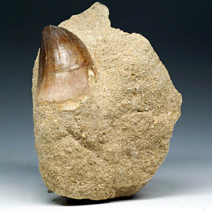 Mosasaurierzahn aus Marokko