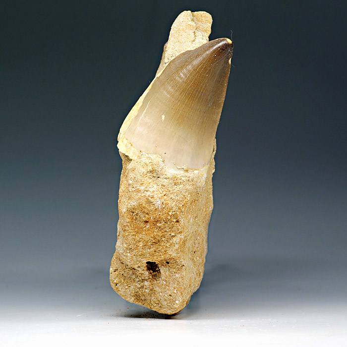 Mosasaurierzahn aus Marokko