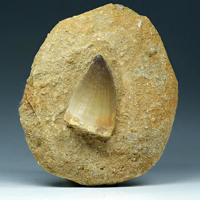 Mosasaurierzahn aus Marokko