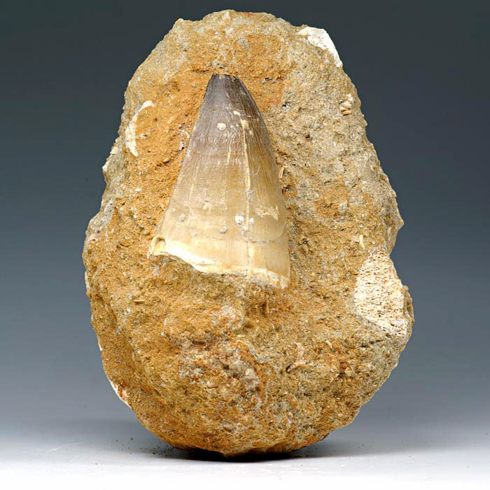 Mosasaurierzahn aus Marokko