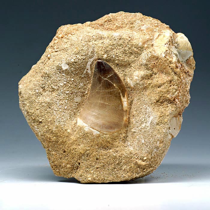 Mosasaurierzahn aus Marokko