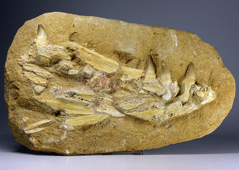 Kiefer eines Mosasauriers aus Marokko