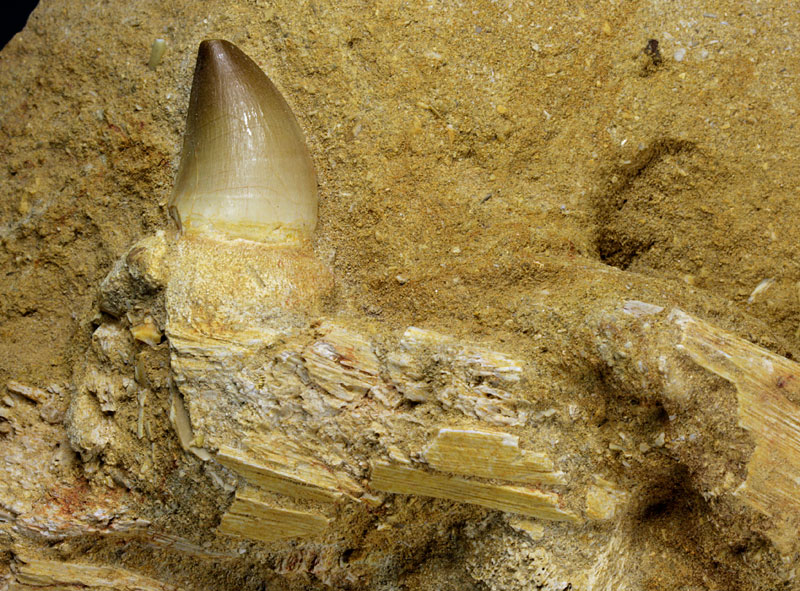 Kiefer eines Mosasauriers aus Marokko