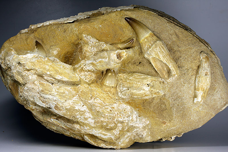 Kiefer eines Mosasauriers aus Marokko