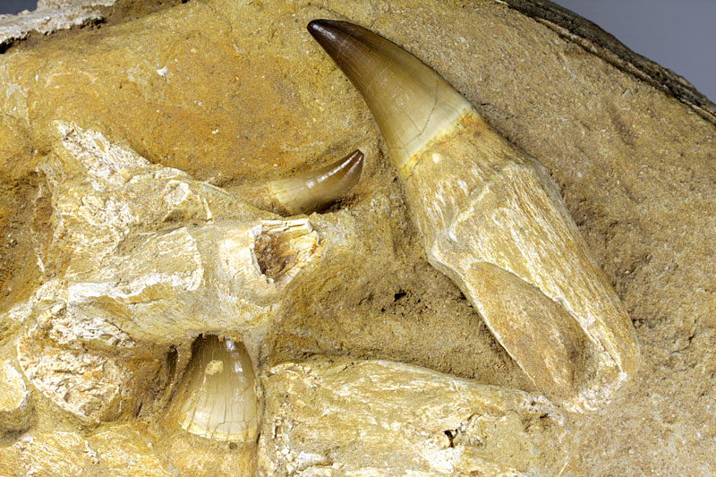 Kiefer eines Mosasauriers aus Marokko